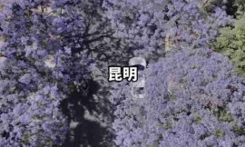 盛花神龙合击-花海敌锋，谁能抵挡？